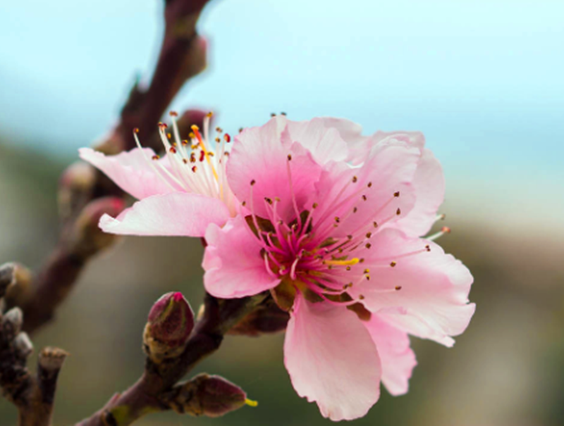 選煤踏春-配圖1.png 選煤踏春-配圖1.png