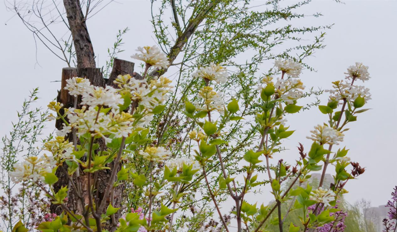 獨山風春景.png 獨山風春景.png