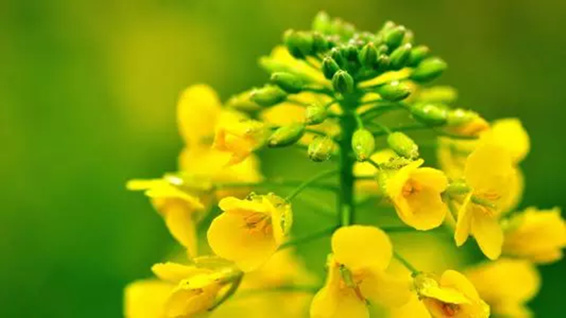 最美人間四月天配圖1.png 最美人間四月天配圖1.png