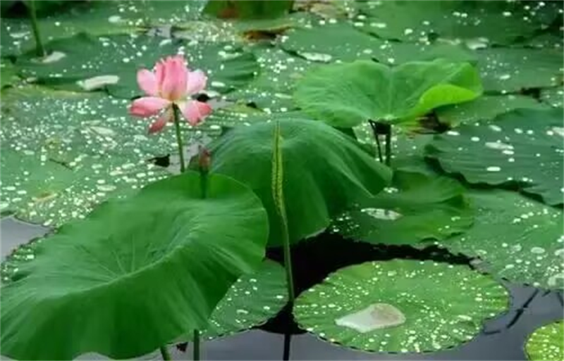 五月的雨.png 五月的雨.png