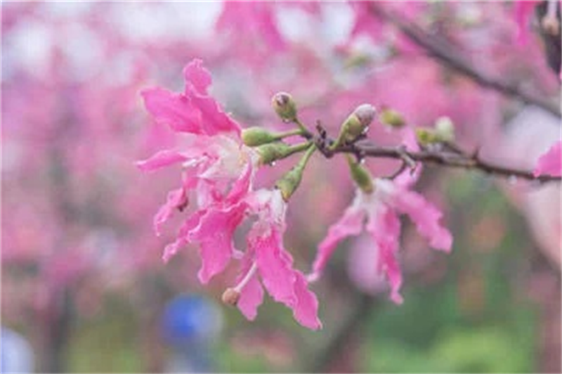 秋 櫻1.png 秋 櫻1.png